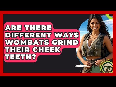 Are There Different Ways Wombats Grind Their Cheek Teeth? - The Wild Life Explorer