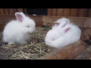 イングリッシュアンゴラウサギ赤ちゃん神戸どうぶつ王国2023