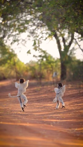 Celebrate lemur’s day in wild and lush Madagascar forests