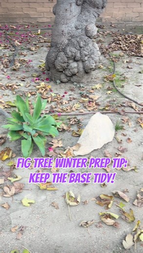 The Figfluencer on Instagram: "Fig Tree Winter Prep Tip - Keep the base tidy! #figs #figtree #figfam #figfluencer #garden #nature #didyouknow"