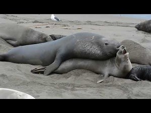 Attempted Elephant Seal Mating