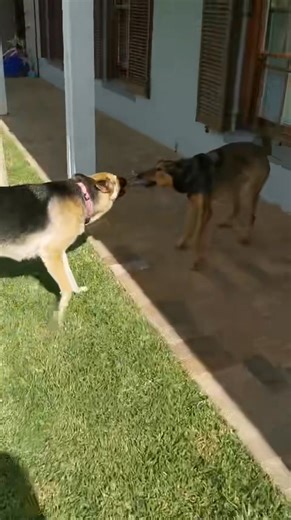 Chloe & Axel enjoying playtime with Glynn 😍 | Fuzzies & Huggies