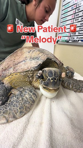 Our New Patient, “Melody”. 🚑🐢 She’s a lethargic juvenile Green sea turtle who was rescued in Key West, Florida with fibropapillomatosis, critically low blood values, a nick to her caudal carapace, a very heavy tumor load, and a missing part of her back flipper. ❤️‍🩹 Melody will be going for a CT scan tomorrow. Wish her luck! 🍀 The note at the end is from the kids of the rescuers! 🥰 The clips shown are from her intake process. Collecting blood, measurements, photos, x-rays, and cleaning. 🏥