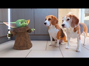 Baby Yoda In Real Life ! Amazing Cool Star Wars Animation !