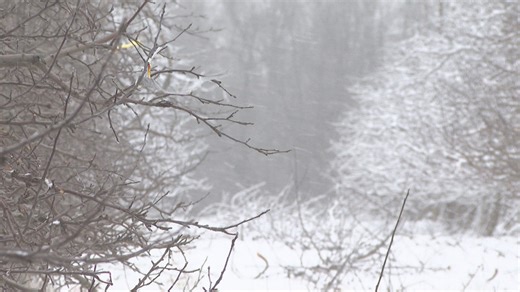 Temperature swings concern fruit farmers