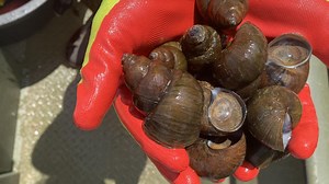 There's a new threat popping up on Georgia lakes