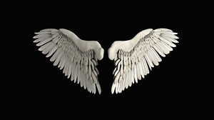 Wings Flap Animation Transparent Background Stock Footage Video (100% Royalty-free) 1016353414 | Shutterstock