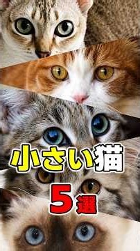 世界で一番小さい猫は？大きくならない小さい猫の種類5選 #ねこもよ #猫種 #猫雑学