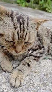 コニーに恵みの風 #猫 #cat #ねこ#ネコ