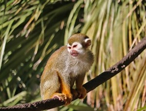 Monkey Village Reopens on Thursday, September 1 - Phoenix Zoo