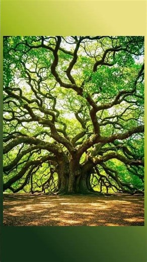 1,400-Year-Old Angel Oak Tree 😮🌳 | Nature’s Timeless Wonder in Charleston!