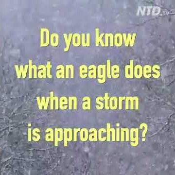 Do you know what eagles do when a storm is approaching?