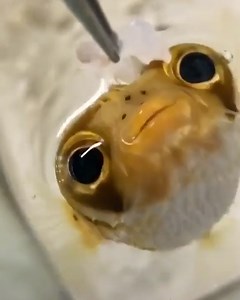 467K views · 1.7K reactions | This is one happy and charming fish ❤️ | FOODbible | Facebook