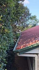 THIS IS HOW SNAKES GET INTO CEILINGS 🐍😳 A surprising and slightly terrifying look at how snakes end up inside homes—especially carpet pythons finding their way up where you least expect them. #Snakes #Homes #CarpetPython #Wildlife #HomeSafety #NatureInside #SnakeAwareness #ViralMoments #FBShorts #ForYouPage | Wildlife With Stuart Mckenzie