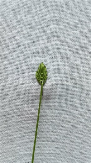 Simple fly stitch leaf embroidery design 🥰🥰 #flystitch #leafembroidery #embroidery | Tahmina's Embroidery World