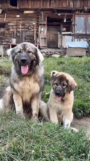 Romania on Instagram: "What’s loyalty worth these days? Out here, where the road turns to mud and the wind still smells of milk and sweat, loyalty weighs fifty kilos and has a stare that can undo wolves. The Carpathian Shepherd doesn’t play fetch, doesn’t beg for scraps. He’s not your friend — he’s your witness. And the pup, not so much smaller now, already heavy with purpose, isn’t “cute” in the way you might want. He’s raw-boned resolve wrapped in a pelt of ancestral silence. This isn’t some r