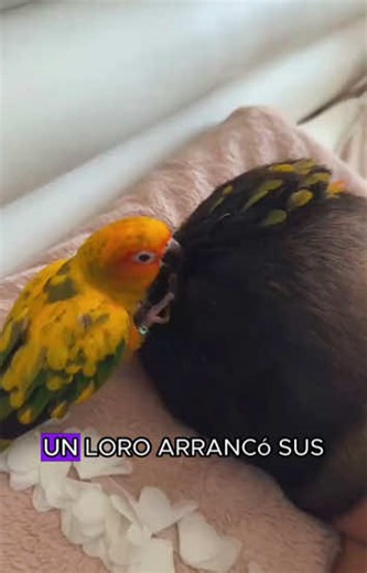 Decorate the owner's parrot#animals #Foryou #Friendship #Us