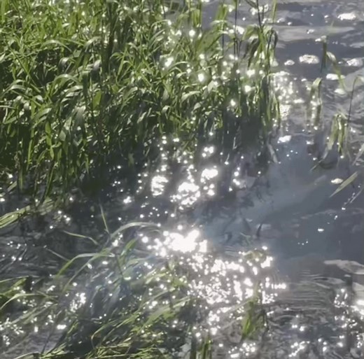 Nature Aesthetic Songs | Weirdcore Music Vibes