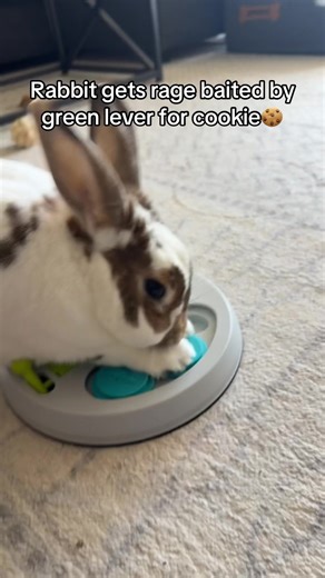 Bobby the Rabbit: Puzzle Challenge for Cookies