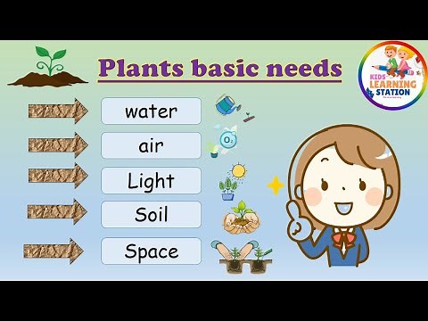 Plants Need | Basic Needs for a Plant's Growth | What does a Plant Need to grow | Plant basic needs