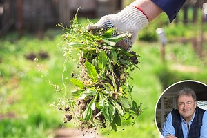 Alan Titchmarsh reveals top way to get rid of weeds & it requires minimum effort