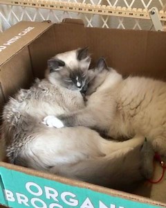 Sweet dreamz 😴 | Animals Doing Things