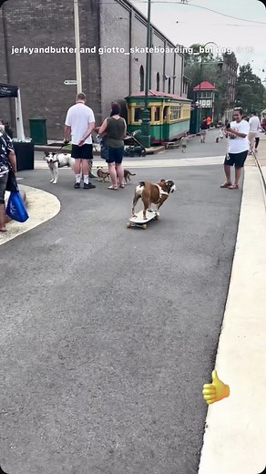 Giotto the Skating Bulldog Goes for a Wild Ride!