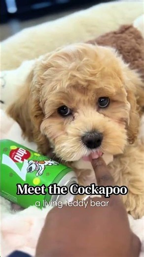 Meet the Cockapoo: A Living Teddy Bear! 🧸✨ | Petland Oklahoma City 🐶