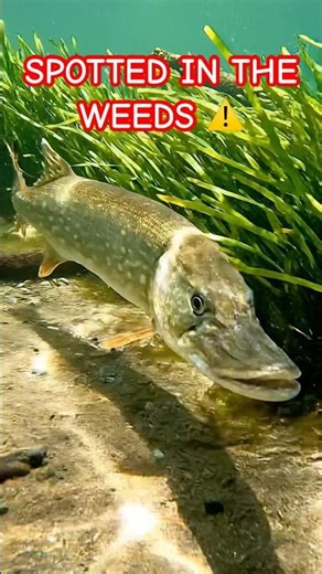 Lake’s Silent Hunter…Do you know about this fish 🤔 #fishyfacts #fishytales #fishstory #shorts