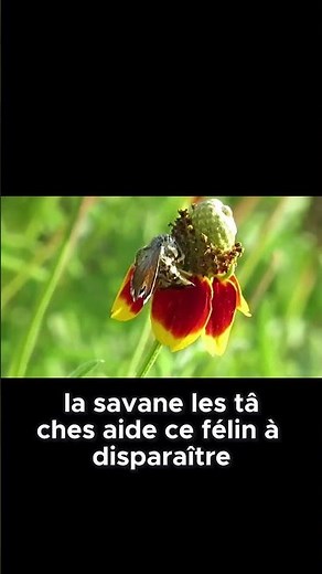 Comment le serval devient invisible pour attraper ses proies ?