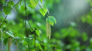 Birch Tree Blossoms in Early Spring under Rain. Fresh Silver birch, Betula pendula leaves during a rainy spring day. Raindrops dripping from the green leaves of a birch tree during the rain