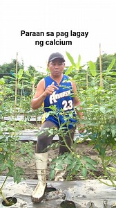 Tips sa paglagay ng calcium #fbeelsfypシ゚viral #viralvidio #tipssatamato | Ouano Archie