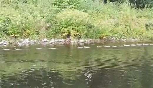 Goosander with 27 babies! Kendal fisherman Kieron Banks captured' the biggest brood' he'd ever seen on the River Kent. | The Westmorland Gazette