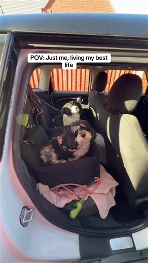 Perfect for our car rides #tiktokmadebuythis #dogtok #carride #carseat #dog