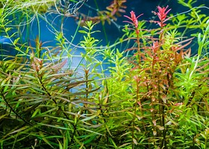 Ludwigia Arcuata Care Guide (Needle Leaf Ludwigia) - Fish Laboratory