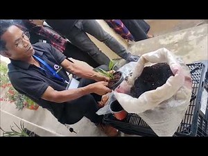 Training on repotting process of Cymbidium orchids