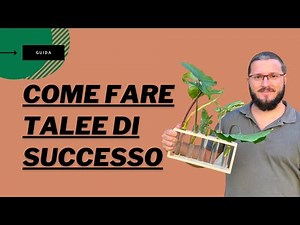 COME FARE TALEE in acqua, guida completa per moltiplicare le tue piante preferite