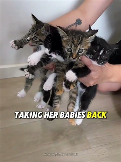This Cat LEFT Her Babies Behind 😿💔