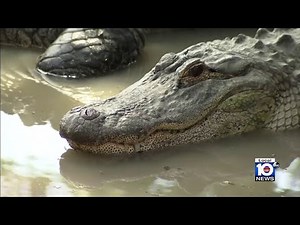 Florida man loses limb after gator encounter