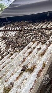 29 reactions | Well, it’s time to handle a dirty coop covered in poop. Chickens are so gross sometimes. I’m not sure how I’m going to deal with this moving forward yet, but I have some ideas to try. #garden #gardening #gardeningtips #gardeningtricks #chickens #raisingchickens #backyardchickens #urbanfarm #urbanfarming #poop #manure #fertilizer #poultry | Lil Urban Farm | Facebook