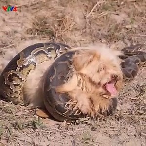 17K views · 17 reactions | Rescue little dog From python snake and Take care Smart Dog ! | Animals and Animals Channel | Facebook