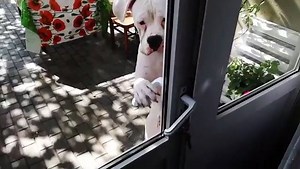 117K views · 1K reactions | This boxer dog can open the door | BuzzSharer Boxers | Facebook