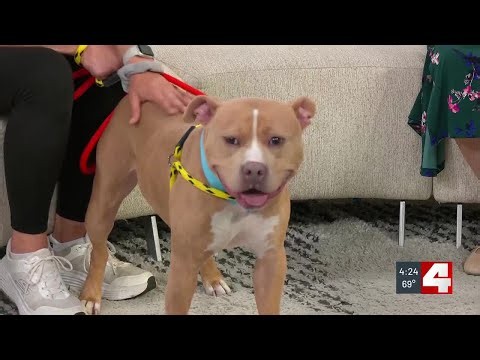 Pet of the Week: Bobble