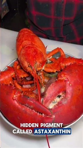 The Hidden Color of Lobsters