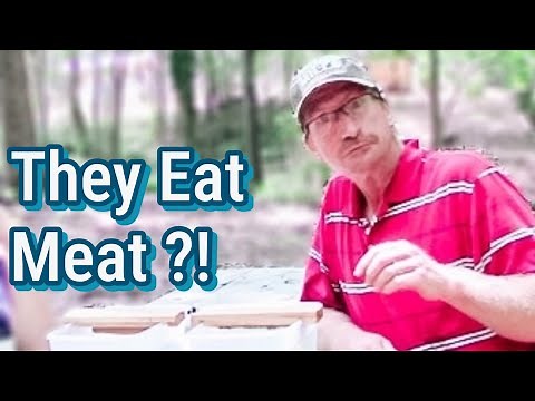 DIY Yellow Jacket Trap