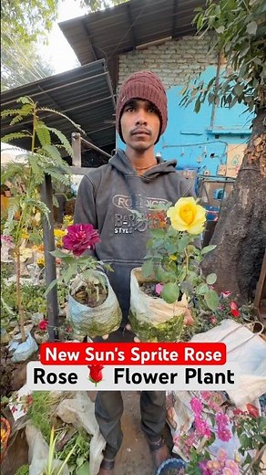 Bright vs Dark 🌹 Sun’sprite & Ebb Tide Rose Varieties #shorts