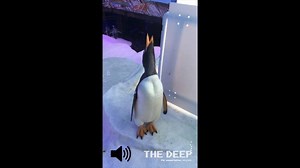 2.1K views · 26 reactions | What noise does a penguin make? Quite a loud one! Trumpeting, honking and braying are a few of the terms given to the sound. Did you know a penguins' call is individually identifiable? This allows mates to recognise each other. | The Deep | Facebook
