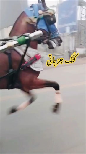 Amazing Performance of a Fast Horse in Pakistan 🐎🇵🇰 #fastHorse #pakistanHorse #horsePerformance