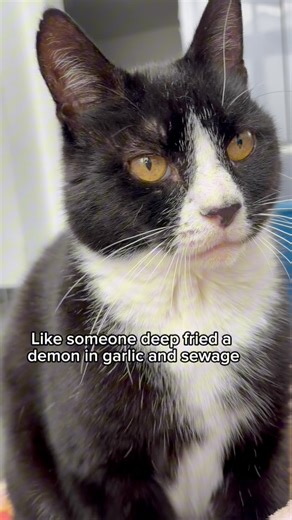 584K views · 23K reactions | How I survived Dad #felixbellawillow #catreels #felixandwillow #comedyreels #catvideo #cats #Felix #fblifestyle #storyteller #storytime #storytelling | Felixbellawillow | Facebook