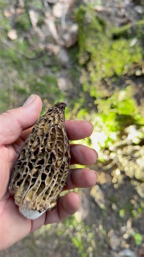 Quel poids la grande Morille conique(28CM!)?morchella conica